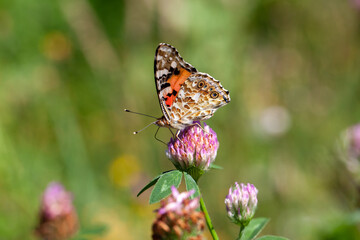 Fototapeta na wymiar butterfly on a clover blossom. biodiversity and species conservation