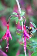 bumblebee on a fuchsia regia flower. pollination and species biodiversity.