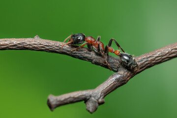 Bi-coloured Arboreal ant or Tetraponera rufonigra on branch with green background in Thailand, They are active hunters and hunt small insects and distributed across Asia.
