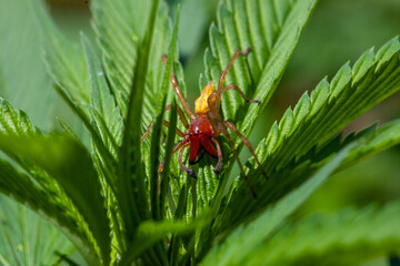 cheiracanthium punctorium spider on a leaf