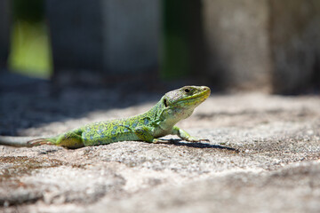 Ocellated lizard in the sun on stone. Concept of biodiversity and species conservation.