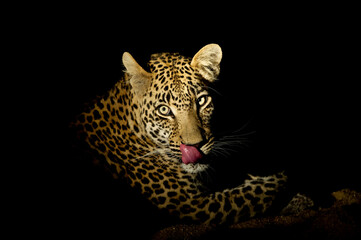 Nahaufnahme eines Leoparden im Dunkeln.