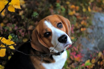 beagle dog in the park