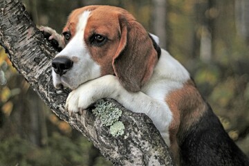 beagle dog portrait