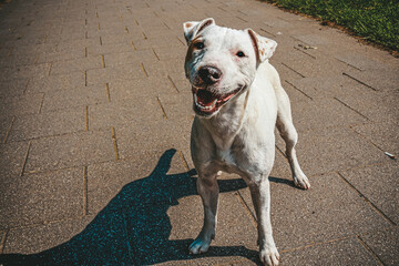 Closeup of a white American pit bull terrier with a brown spot on an eye and shadow on the ground