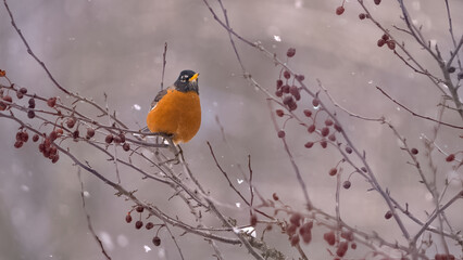 Robin in cherry tree in snowstorm, Oakland County, Michigan