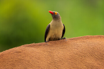 Red-billed oxpecker perched on an animal