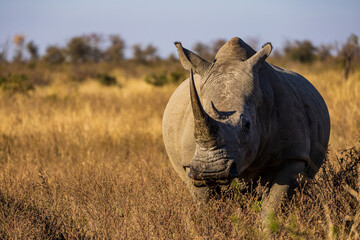 Big rhino in a sunny grassy field