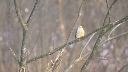 Downy Woodpecker, Oakland County, Michigan