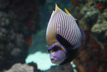 Close-up shot of a beautiful emperor angelfish swimming in a crystal clear water
