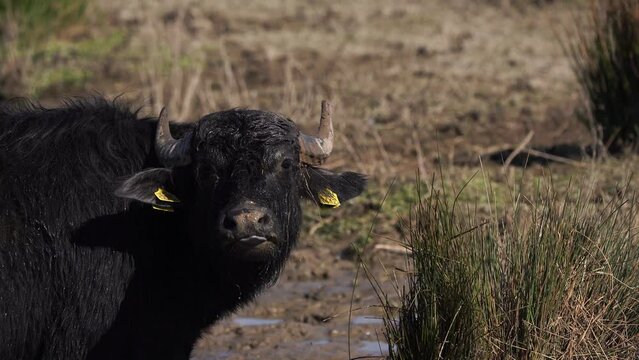 A water buffalo (Bubalus arnee bubalis) shaking its wet head