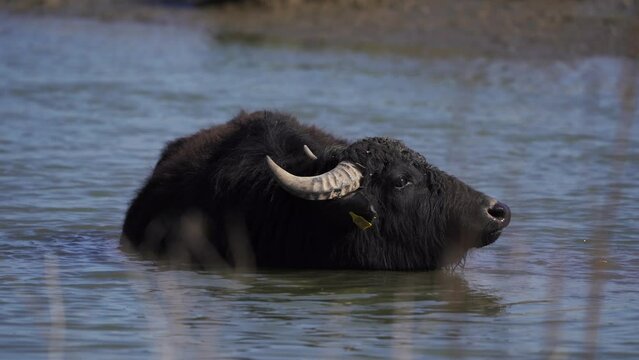 A water buffalo (Bubalus arnee bubalis) standing in a river