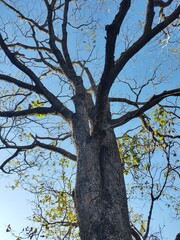 Obraz premium tree in autumn