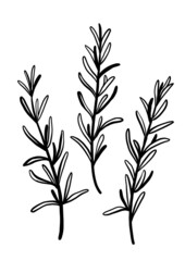 ローズマリー　線画イラスト