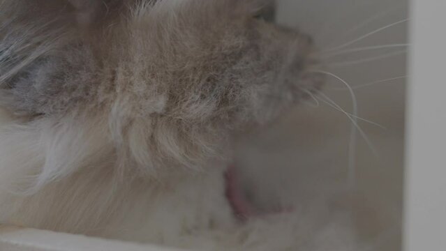 S&uuml;&szlig;e Katze