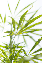 Marijuana leaf on bokeh background, marihuna for medicinal purposes,CBD. Hemp plant.