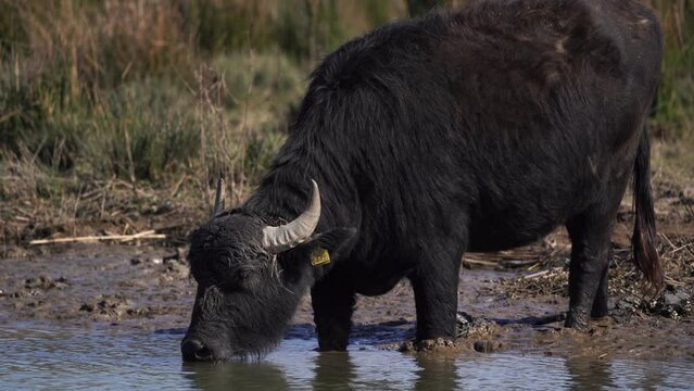 A water buffalo (Bubalus arnee bubalis) drinking water from a river