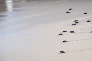 Birth of turtles in Jo&atilde;o Pessoa in Brasil