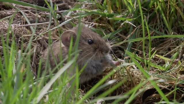 field mouse on a meadow