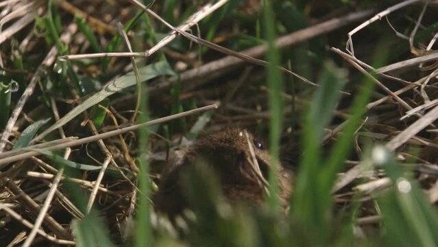 field mouse on a meadow