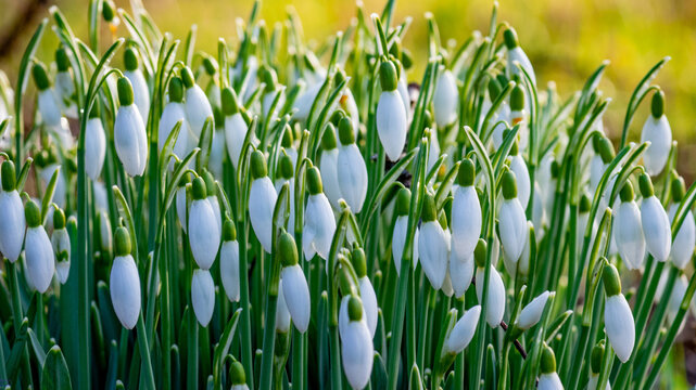 Closeup of Galanthus flowers in agarden in Dinklage, Germany