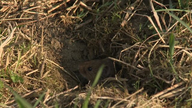 field mouse on a meadow