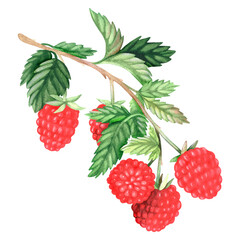 A sprig of raspberries. Watercolor illustration. Isolated on a white background. For design.