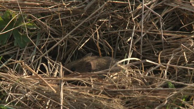 field mouse on a meadow