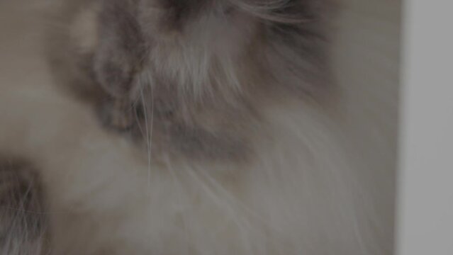 S&uuml;&szlig;e Katze