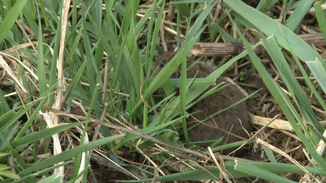field mouse on a meadow