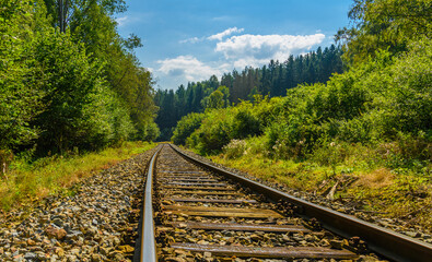 train rails in forest on a sunny day