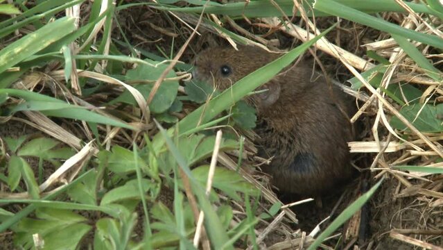 field mouse on a meadow