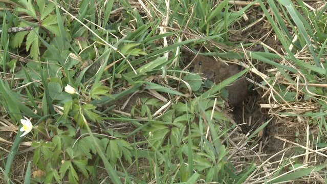 field mouse on a meadow