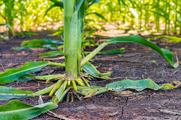 Cornstalk brace root of corn plant in cornfield. Agriscience, agronomy, GMO and agriculture concept