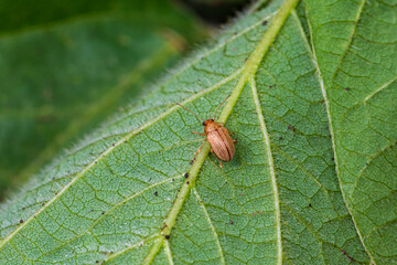 Grape Colaspis beetle eating soybean plant leaf. Agriculture crop insect and pest control and...