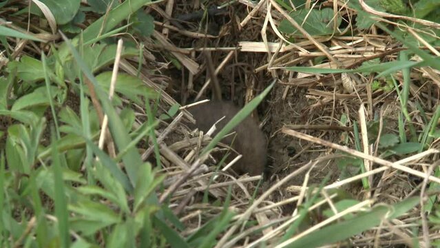 field mouse on a meadow