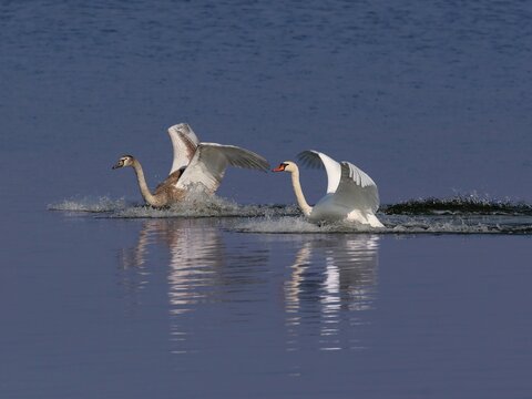 Two mutte swans landing on a lake, youg and adult