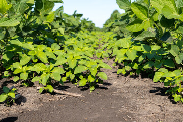 Prickly Sida, Teaweed, growing in soybean field. Weed control, herbicide application, and agriculture concept.