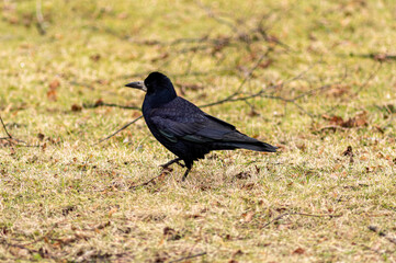Closeup shot of a black bird rook (Corvus frugilegus) in a garden