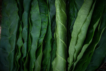 Close up shot spinach leaves.