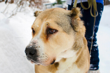 Central Asian Shepherd dog Alabai on the street, close up