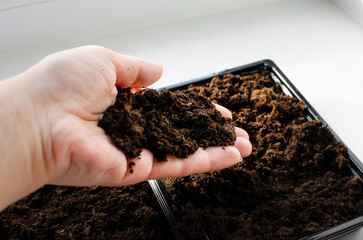 Preparation of soil for planting plants at home. Handful of soil in hand close-up.