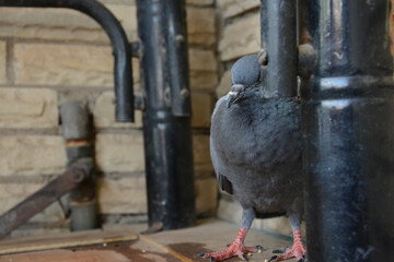 Shot of  blind pigeon the sign of peace in gray colors