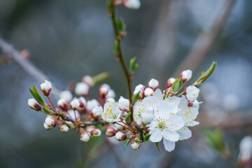 A cherry tree branch of springtime blooming white flowers. Prunus cerasus