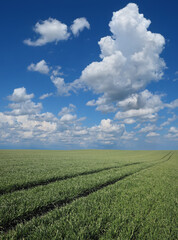 Green wheat plants field in early spring with blue sky and white clouds