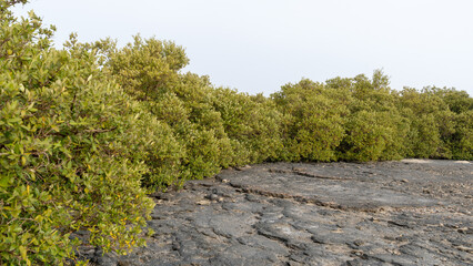 Fototapeta premium Mangrove trees in Purple Island,Alkhor, Qatar. Thakira