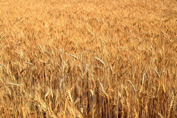 Ears of wheat on yellow field background, nature. Rich summer harvest, agricultural industry for food. Lack of food wheat. Spot focus on spikelet