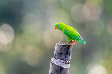 Shallow focus shot of a vernal hanging parrot