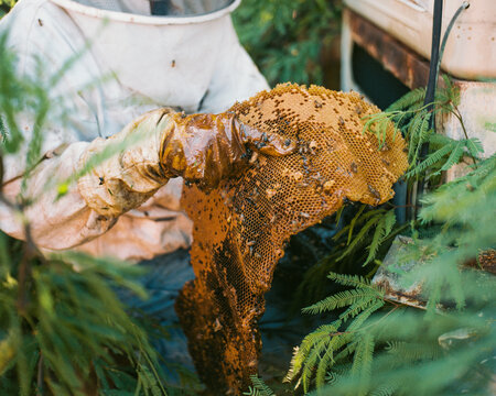 Honeybee Comb With Brood Caps, Honey Bee Infestation, Pest Control