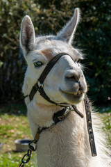Lama, gros plan sur sa tête